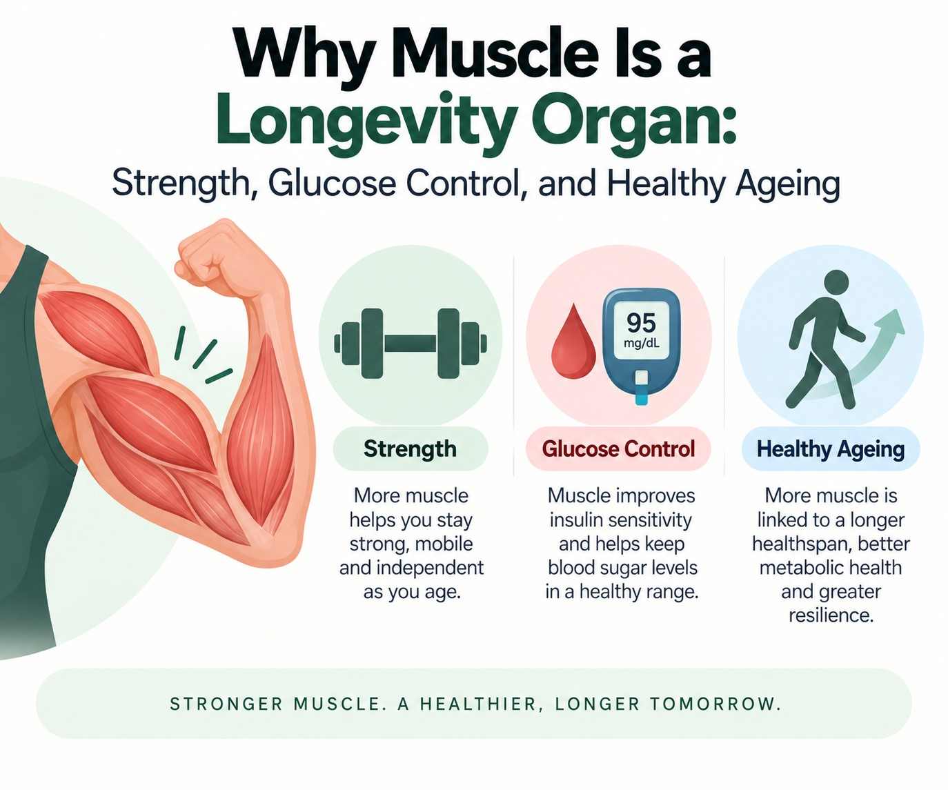 Why Muscle Is a Longevity Organ: Strength, Glucose Control, and Healthy Ageing